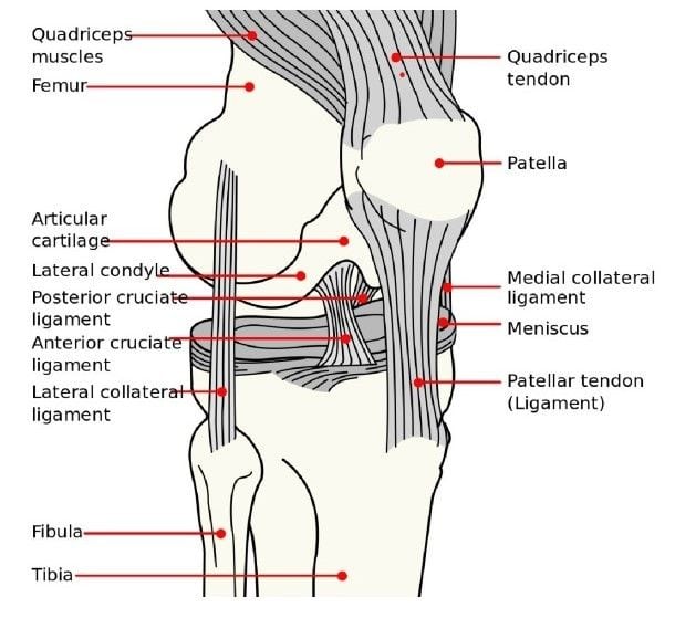 Knee Pain muscles and pain diagram